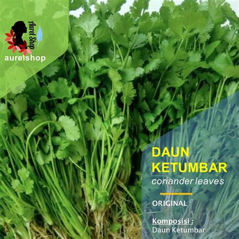 Jual Daun Ketumbar Wansui Wansuy Coriander Segar Kemasan Kg