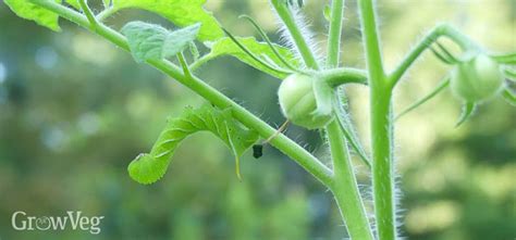 Organic Tomato Hornworm Control