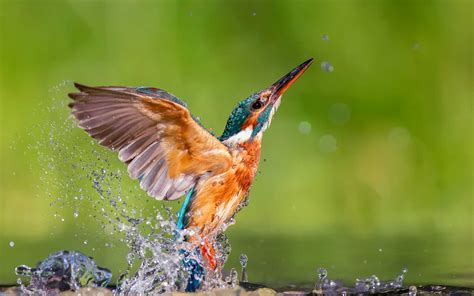 Vogel Versucht Zu Fliegen Fliegende V Gel Bilder Tapeten X