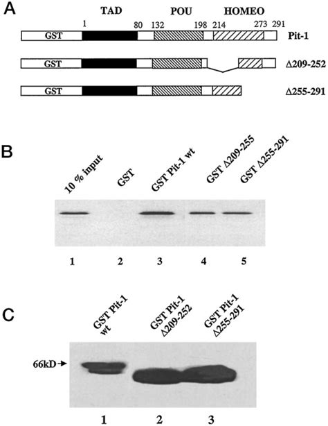 The Pit Homeodomain And Domain Interact With Ets And Modulate