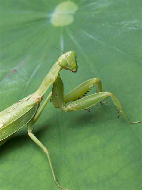 Praying Mantis, Facts And Photos, 48% OFF | www.elevate.in