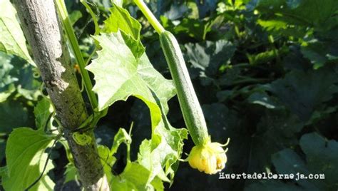 C Mo Cultivar Una Esponja Vegetal O Luffa Huerta Del Corneja