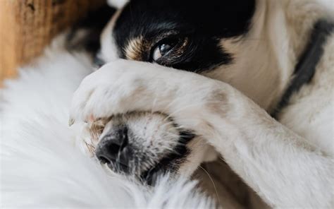 Meu cão fica se coçando é normal Carinho de Bicho