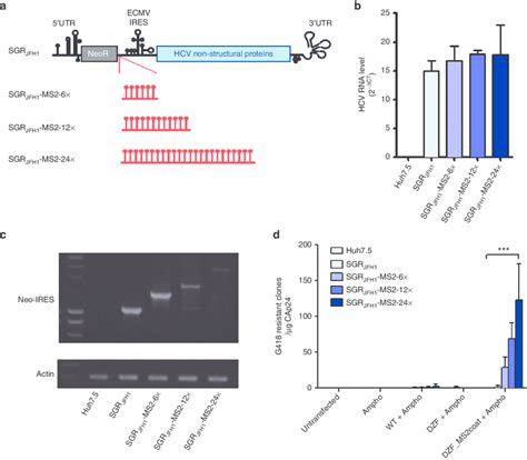 MS2RLP Transfer Of HCV Subgenomic Replicon RNA A Constructs For