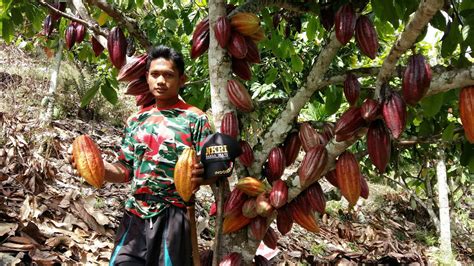 Manfaatkan Kur Pertanian Petani Kakao Diharapkan Mampu Maksimalkan