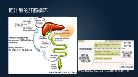 郑晓皎：18分钟详解菌群 胆汁酸与消化系统肿瘤