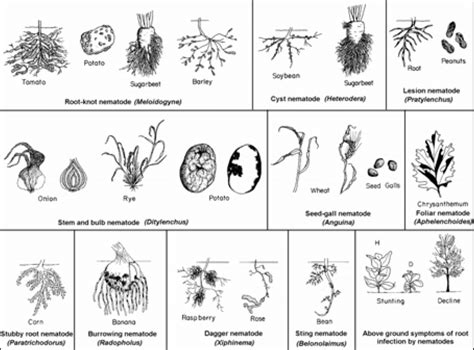 Types Of Symptoms Caused By Some Of The Most Important Plant Parasitic Download Scientific