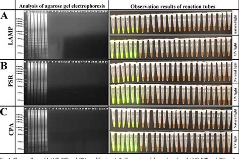 Figure 3 From Development And Application Of Isothermal Amplification