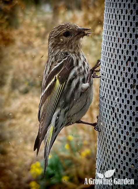 Invasion of the Pine Siskins