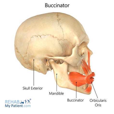 The Oral Cavity Mandible And Temporomandibular Joint Flashcards Quizlet