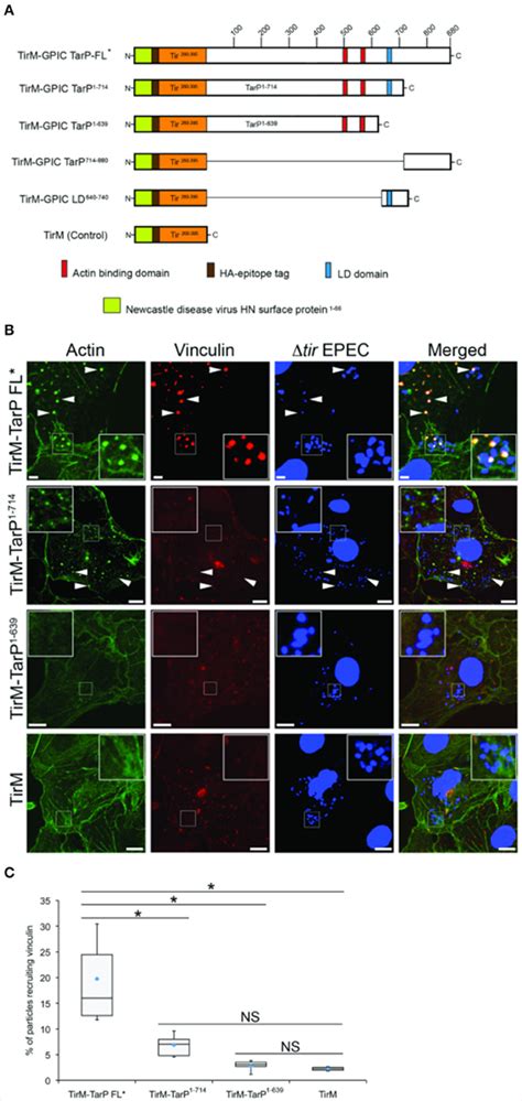 C Caviae TarP Mediated Vinculin Recruitment Requires The Vinculin