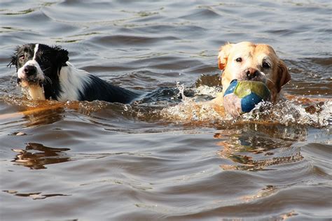 Dogs Swimming - Free photo on Pixabay - Pixabay