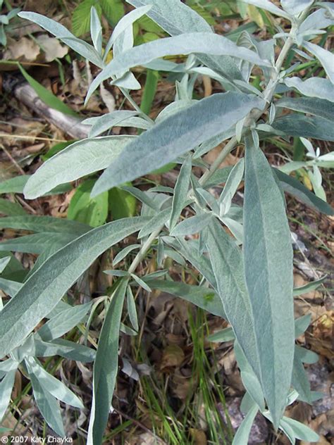 Artemisia ludoviciana (White Sage): Minnesota Wildflowers