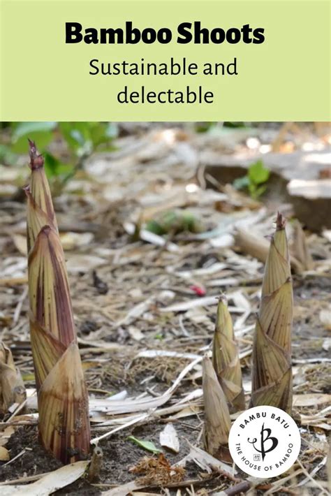 Bamboo Shoots: Edible, sustainable and nutritious - Bambu Batu