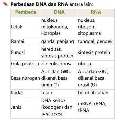 Apa Perbedaan RNA dan DNA - Versus Beda