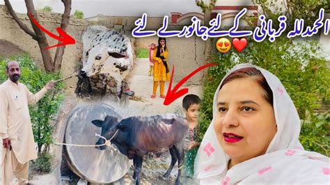 Alhamdulilah ️ Qurbani Kay Janwar Ly Liye😊 Rehan Dar Gay😂 Youtube