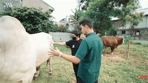 Momen Atta Halilintar Cari Sapi Kurban Terbesar Di Indonesia