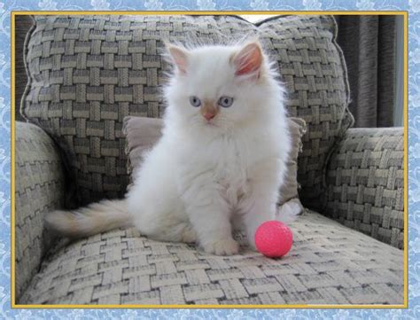 Lilac Point Himalayan Cat