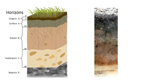 Soil Profile And Soil Horizon Definition Types Importance Biology