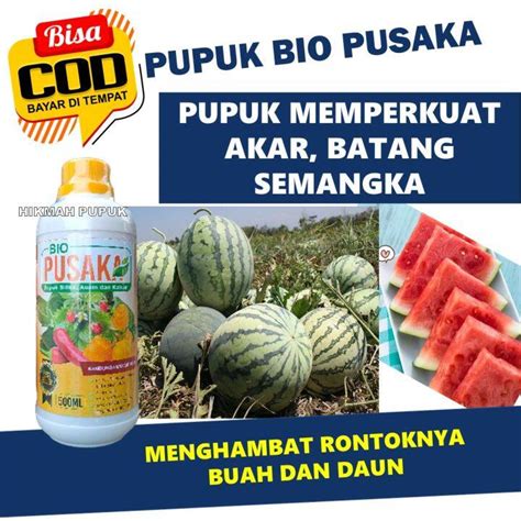 Pupuk Cair Ajaib BIO PUSAKA Untuk Tanaman Semangka Paling Bagus Obat