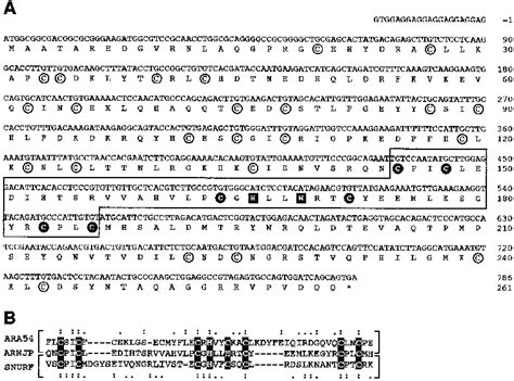 Nucleotide Sequence And Deduced Amino Acid Sequence Of The Cloned