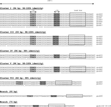 Nucleotide Sequence Alignment Of Intergenic Regions Upstream Of