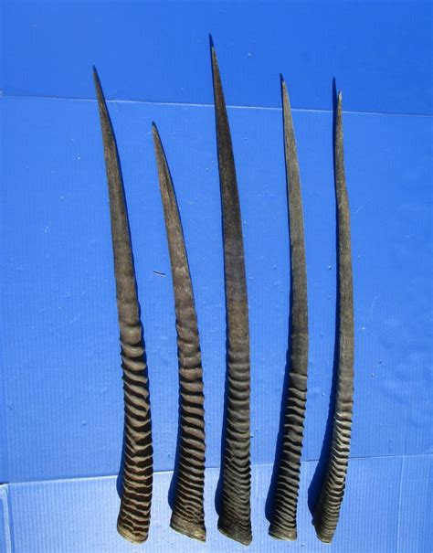 5 Authentic Gemsbok Horns, Oryx Horns in Bulk 27 to 32 inches