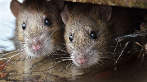 Rats Being Trained To Rescue Earthquake Survivors Wear Tiny Backpacks