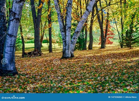 Beautiful Fall Colors And Birch Trees With Sun On A Autumn Day Stock