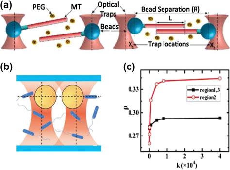 Depletion Force A Schematic Illustration Of Optically Trapped