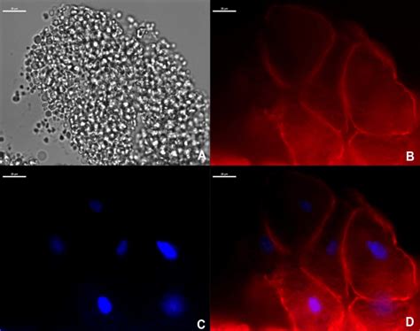 Image Of Fluorescently Labelled Nuclei And Actin Filaments Of Aur A