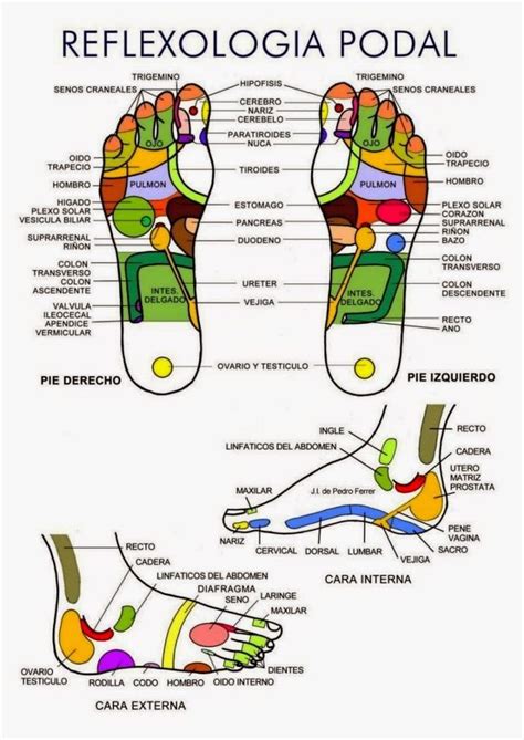 Aprender Con Una Imagen Guía Práctica Con Infografías Y S Reflexología