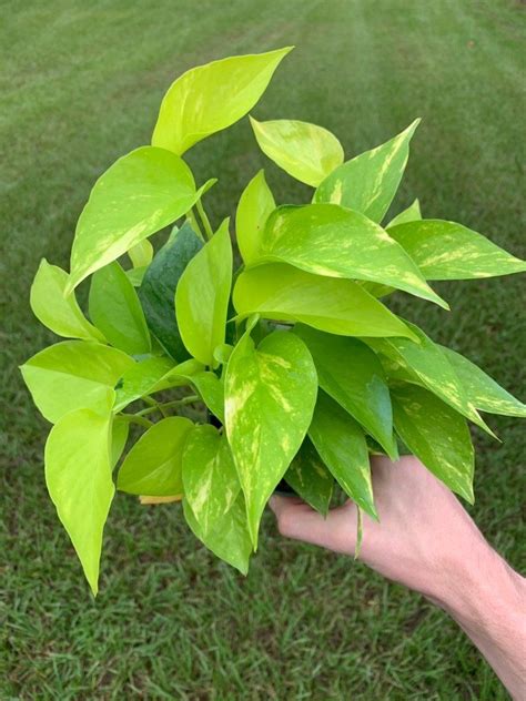 Variegated Neon Pothos Care And Propagation Guide The Home Tome