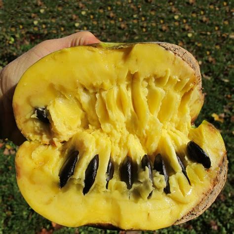 American Papaw Pawpaw Seeds Asimina Triloba