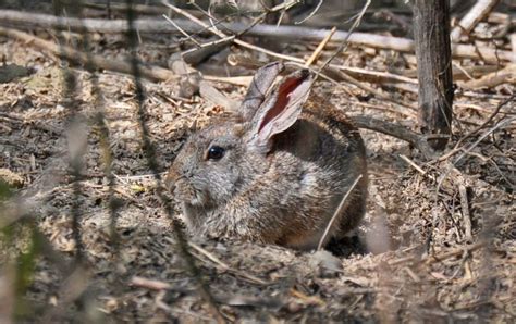 Brush Rabbit Facts, Distribution, Habitat, Diet and Pictures