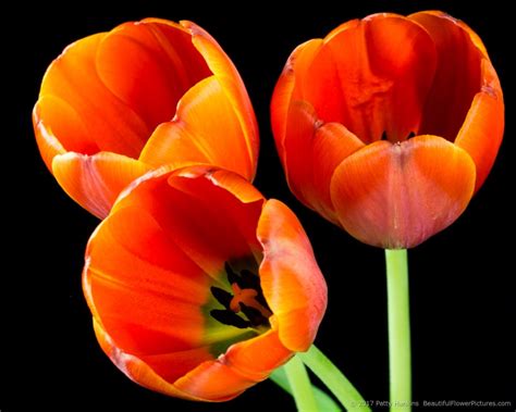 In the Studio: Orange Tulips | Beautiful Flower Pictures Blog