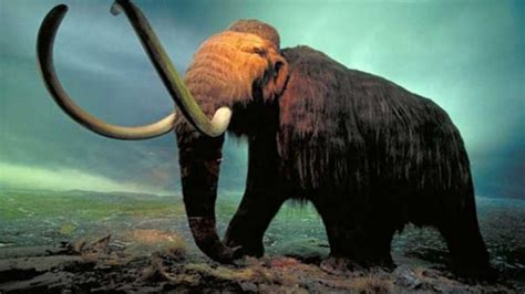 Foto Scientists Will Bring Woolly Mammoth Back To Life In Four Years