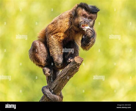 Tufted Capuchin Monkey Sapajus Apella AKA Macaco Prego Into The Wild