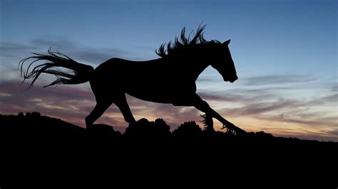 Galloping 1080P, 2K, 4K, 5K HD wallpapers free download | Wallpaper Flare