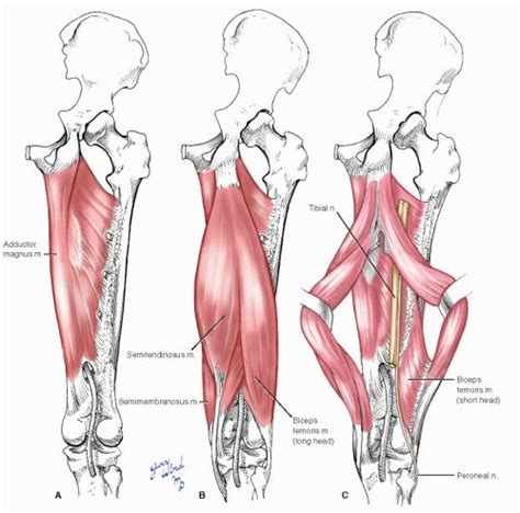 Popliteal Artery Basicmedical Key Arteries Humanoid Sketch Anatomy