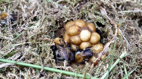 Native Bees To North America Top Sellers Dakora Co