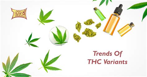 THC Variants Popular THC Variants Of Cannabinoids Terpsey