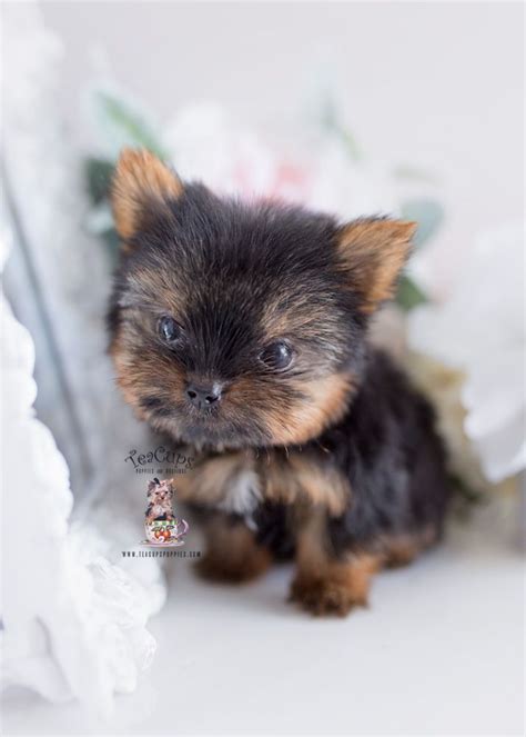 Micro Teacup Yorkie Breeder Teacup Puppies Boutique Yorkie