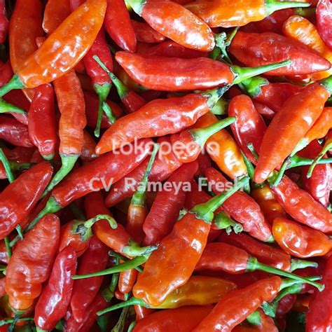 Jual Cabe Cabai Rawit Merah Ori Kg Kg Super Pakai Tangkai