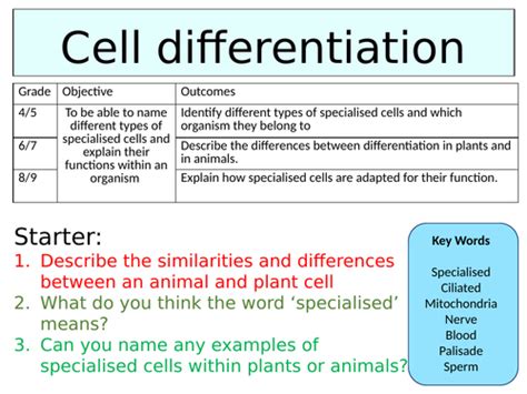 OCR GCSE (9-1) Biology - Cell differentiation | Teaching Resources