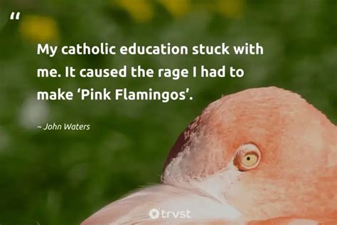 24 Flamingo Quotes & Sayings About These Fabulous Birds (2024)