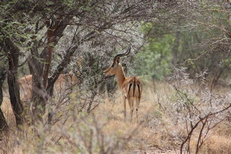 Botswana / South Africa – Simon's Pictures