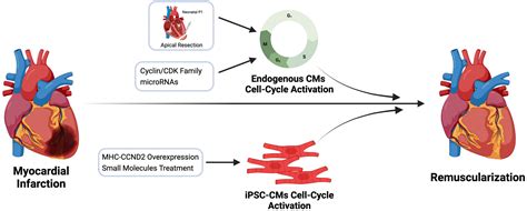 Turning Back The Clock A Concise Viewpoint Of Cardiomyocyte Cell Cycle