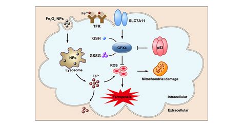 P Promotes Ferroptosis In Macrophages Treated With Fe O