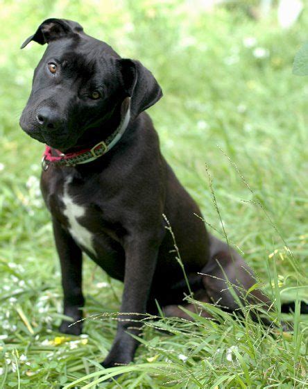 Black Lab Pitbull Mix Full Grown